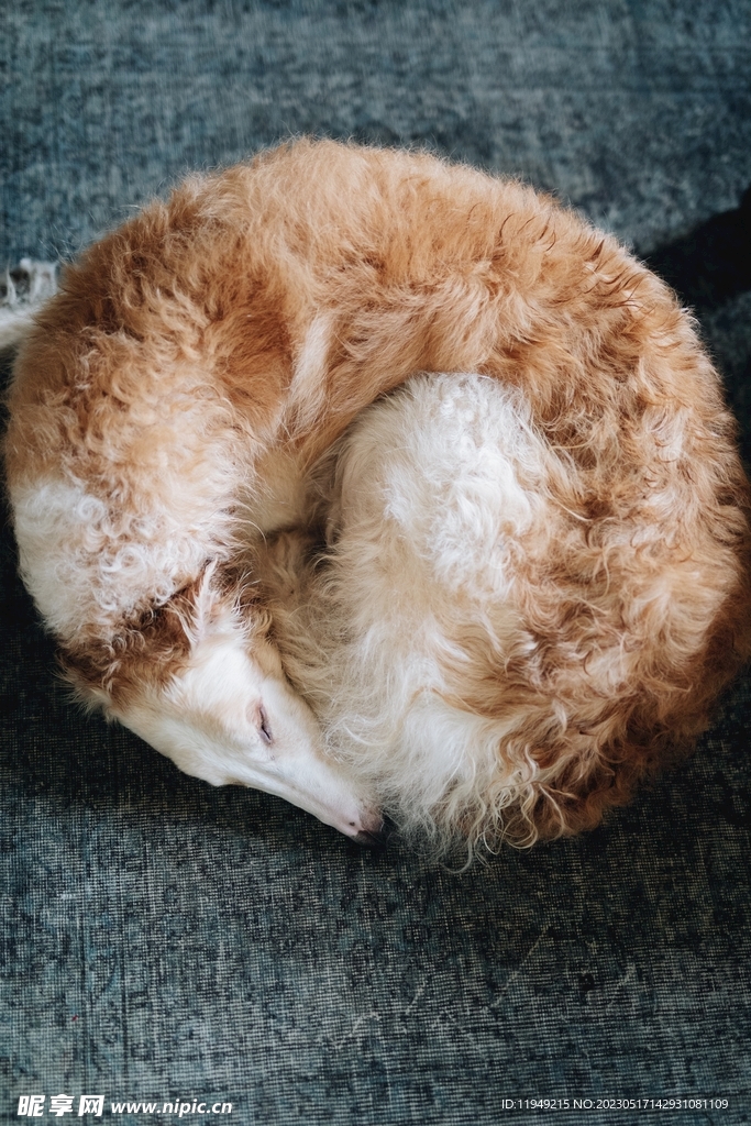 狗