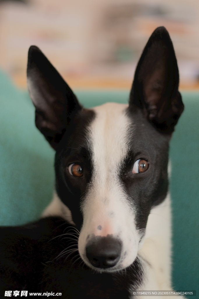 狗 
