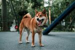 狗