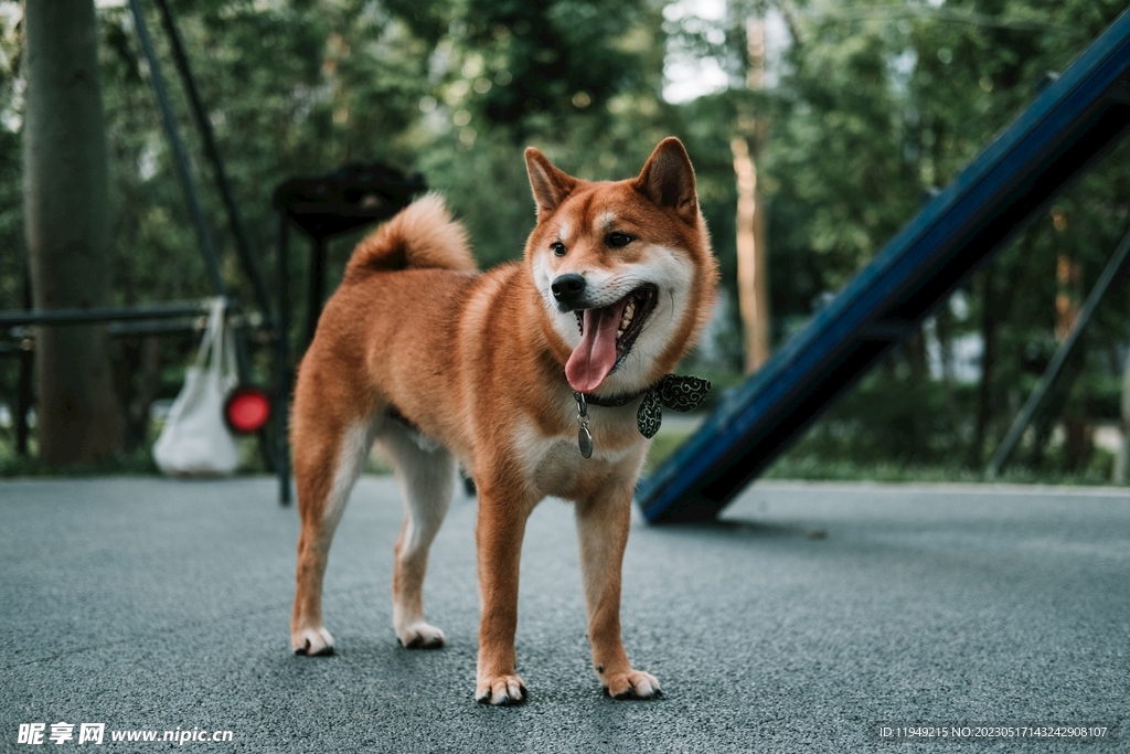 狗