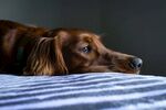 狗