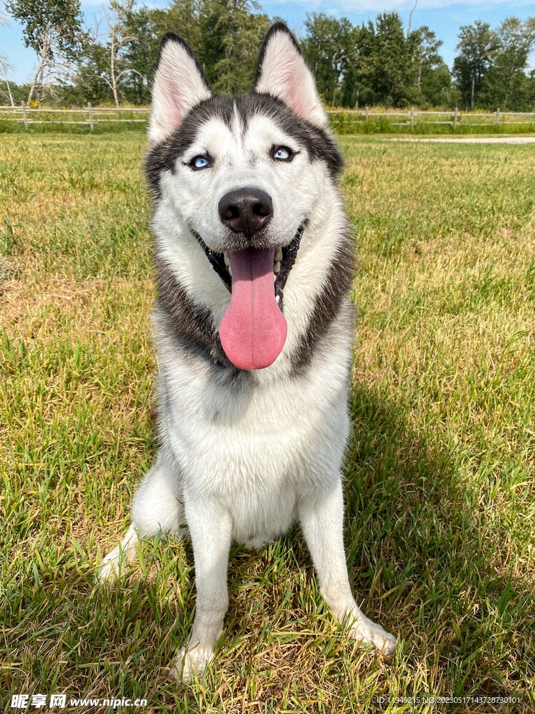狗 