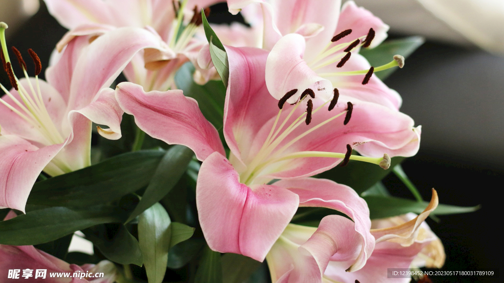 百合花
