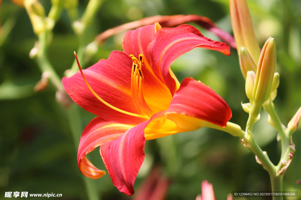 百合花