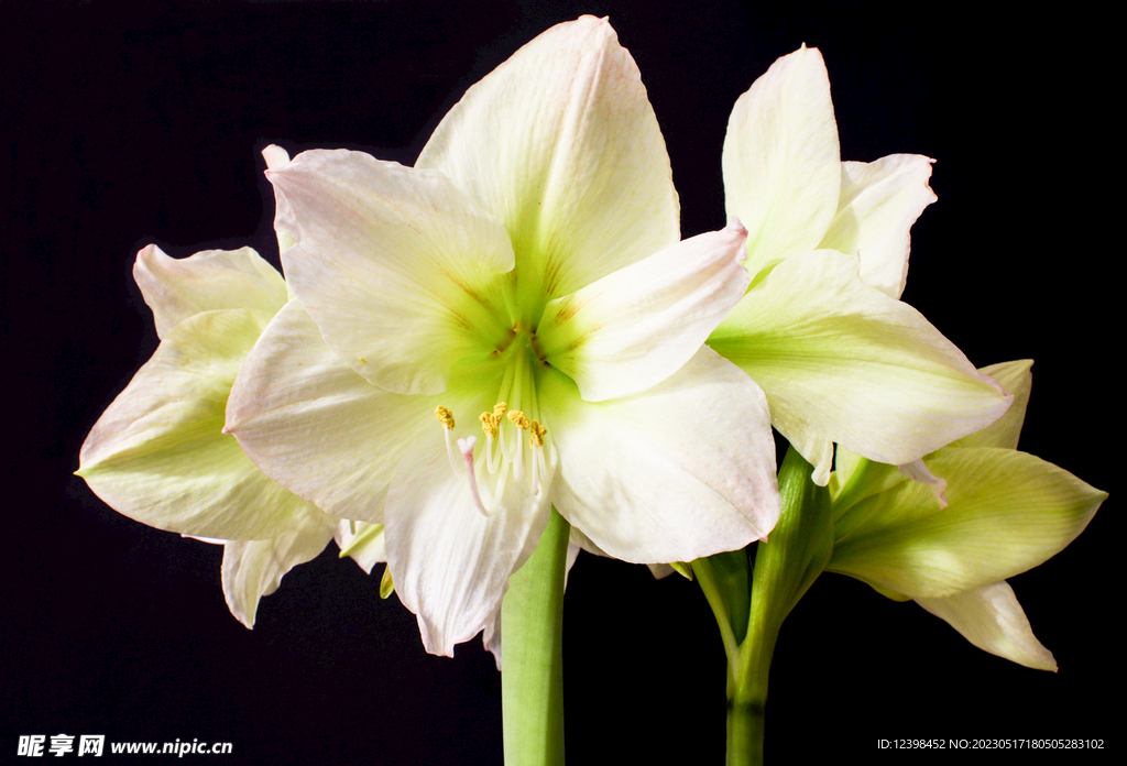 百合花