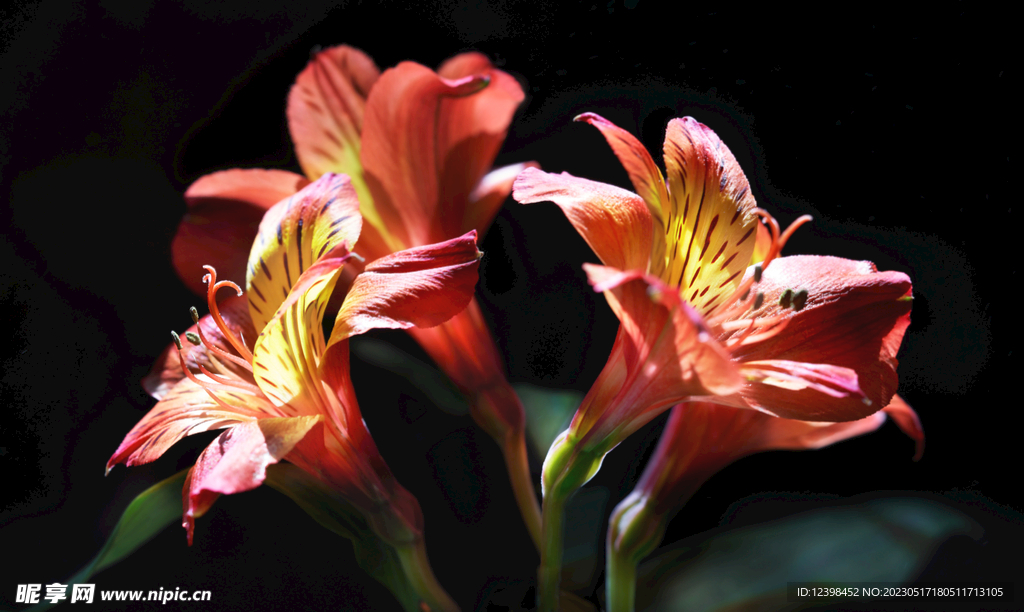 百合花