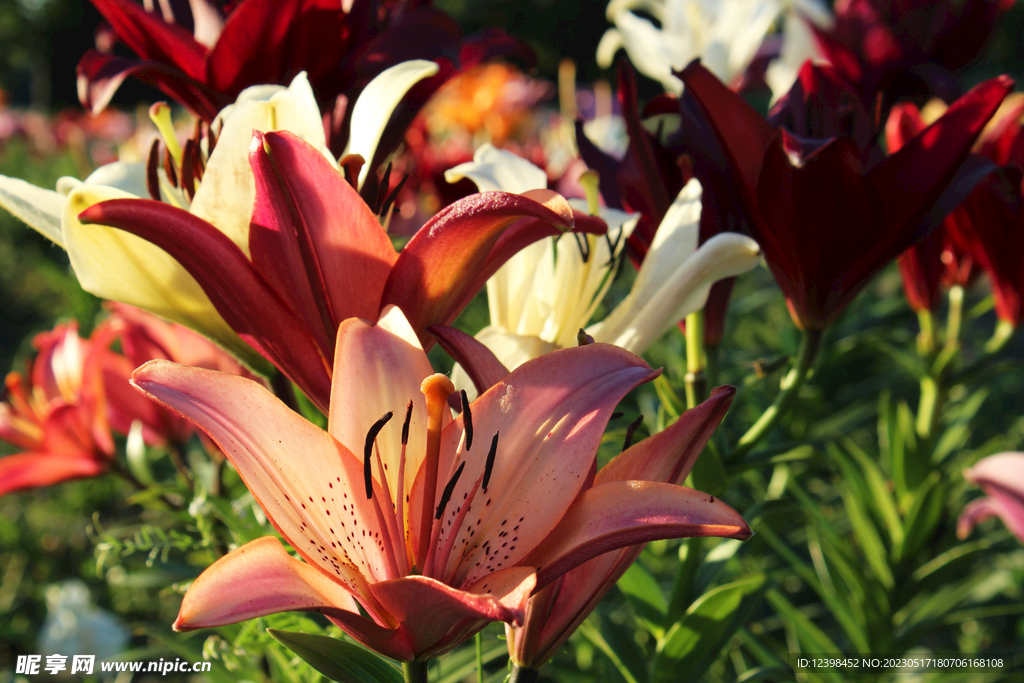 百合花