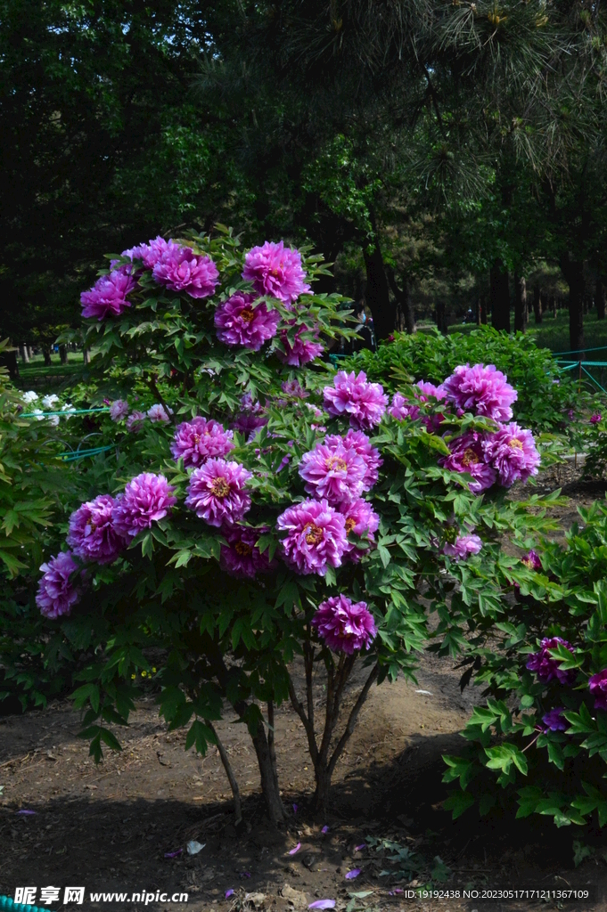 牡丹花 