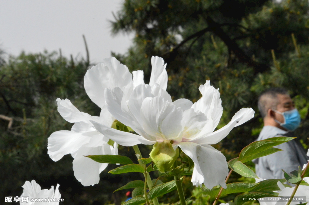 牡丹花