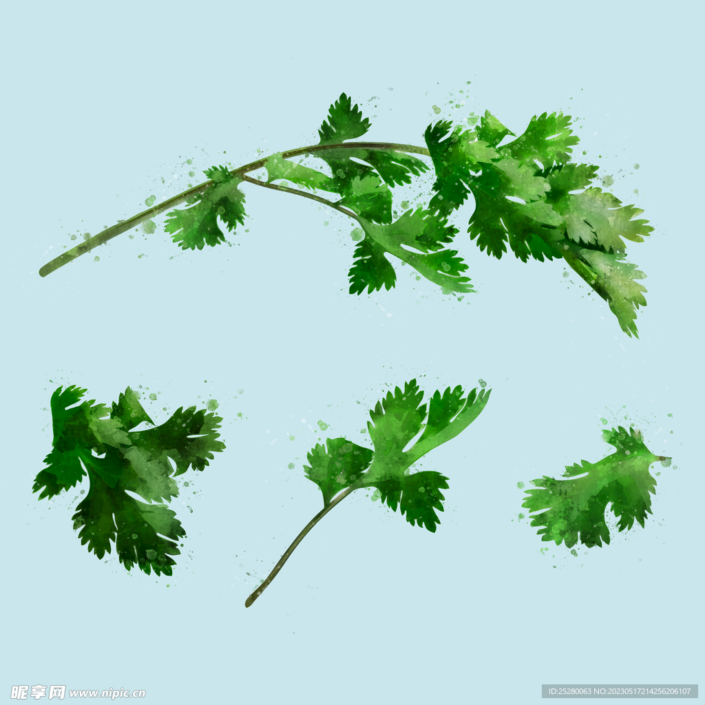 芹菜
