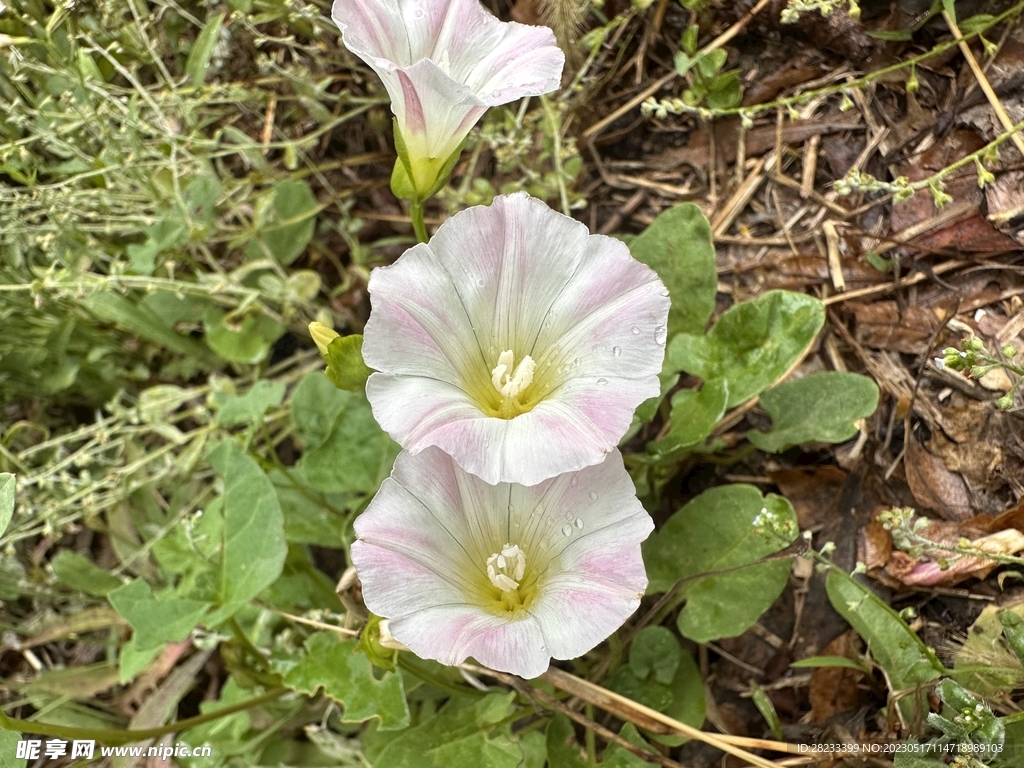 牵牛花喇叭花