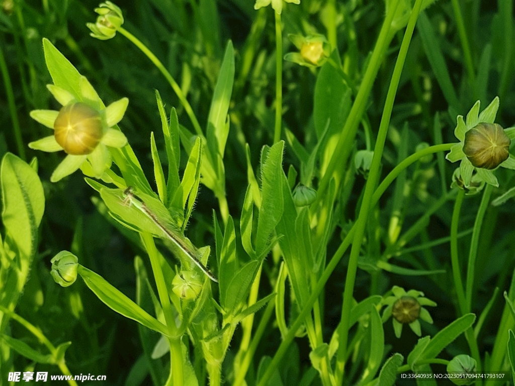 植物与蜻蜓