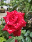 月季花