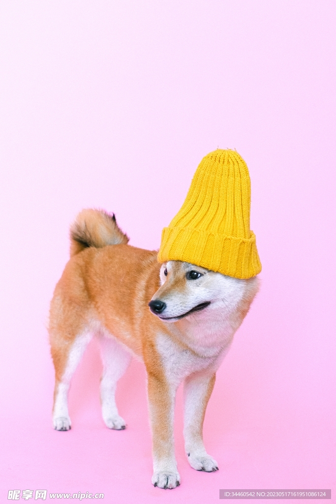 萌宠