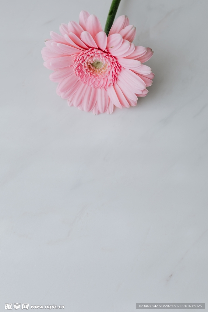 粉色的花
