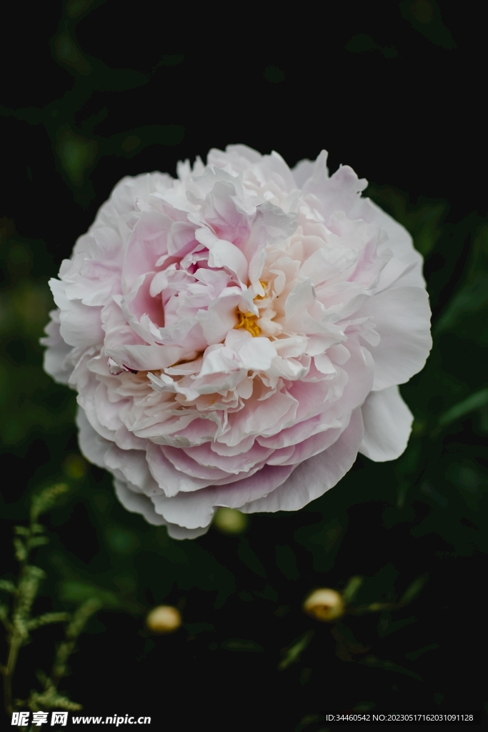 粉色的花