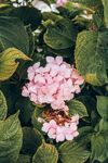 粉色的花