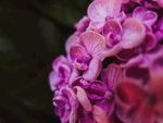 紫色的花