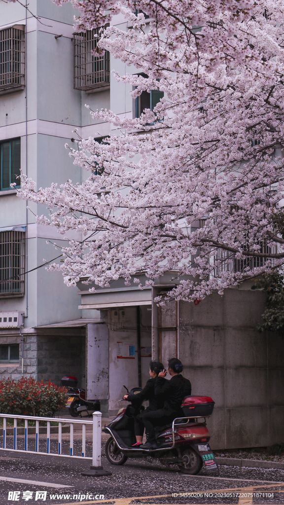 樱花 