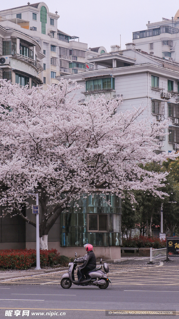 樱花