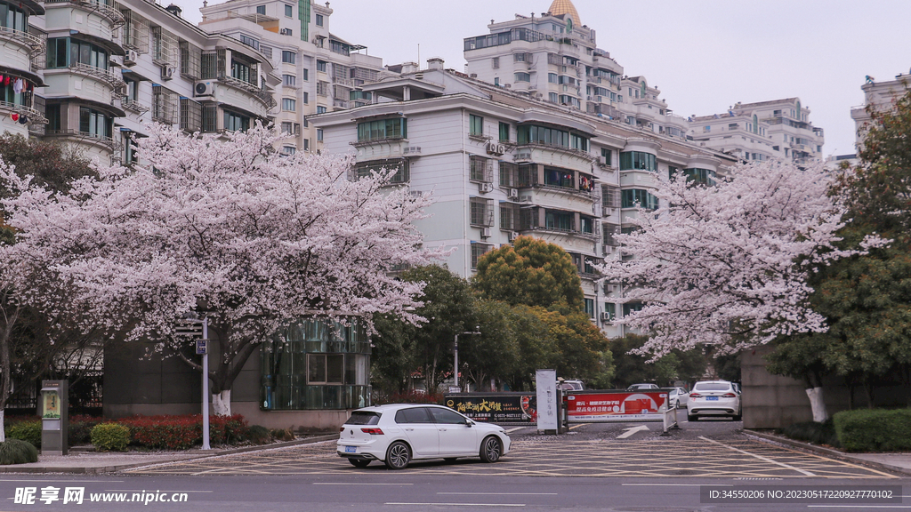 樱花