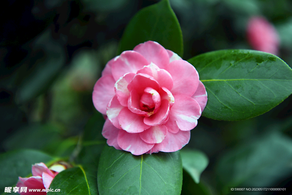 茶花