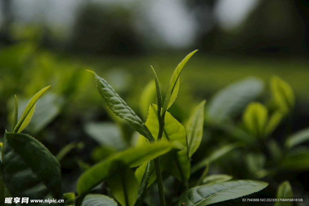 茶芽