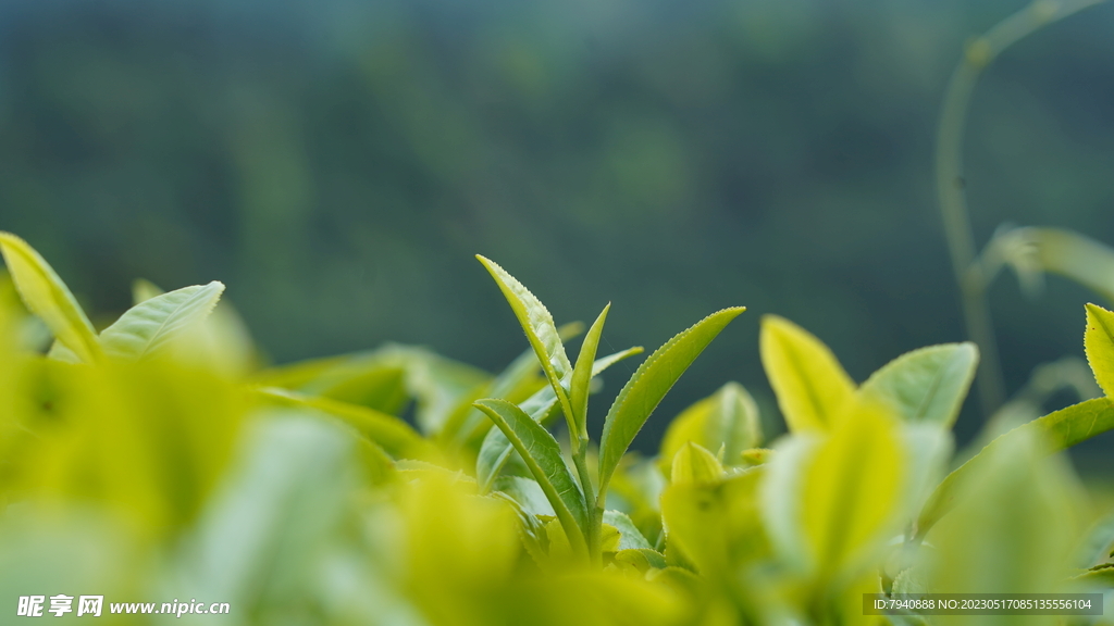 茶芽