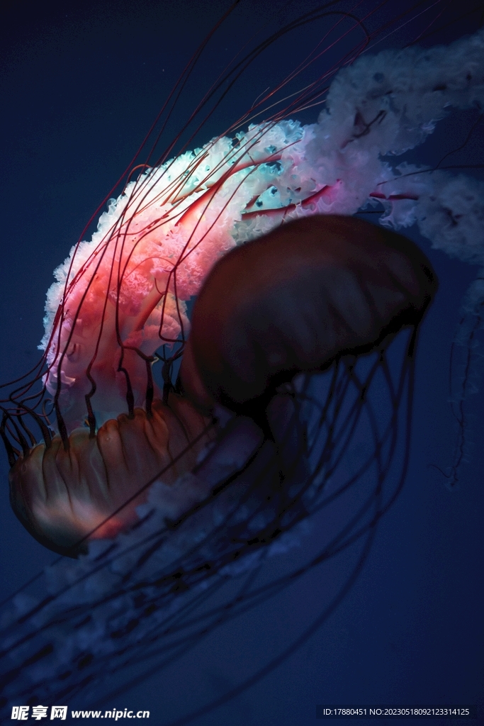 水母