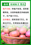 西红柿介绍