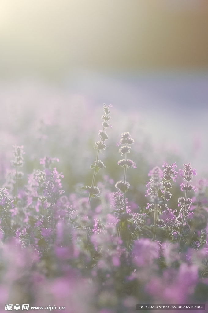 薰衣草