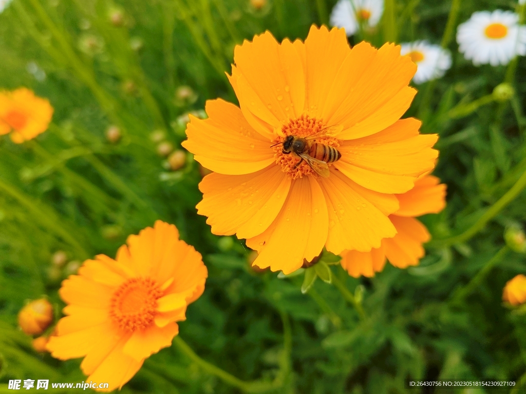 金鸡菊花里的蜜蜂