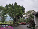 村口大树