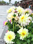 黄色大丽花
