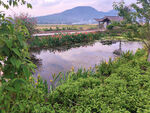 田园池塘荷花