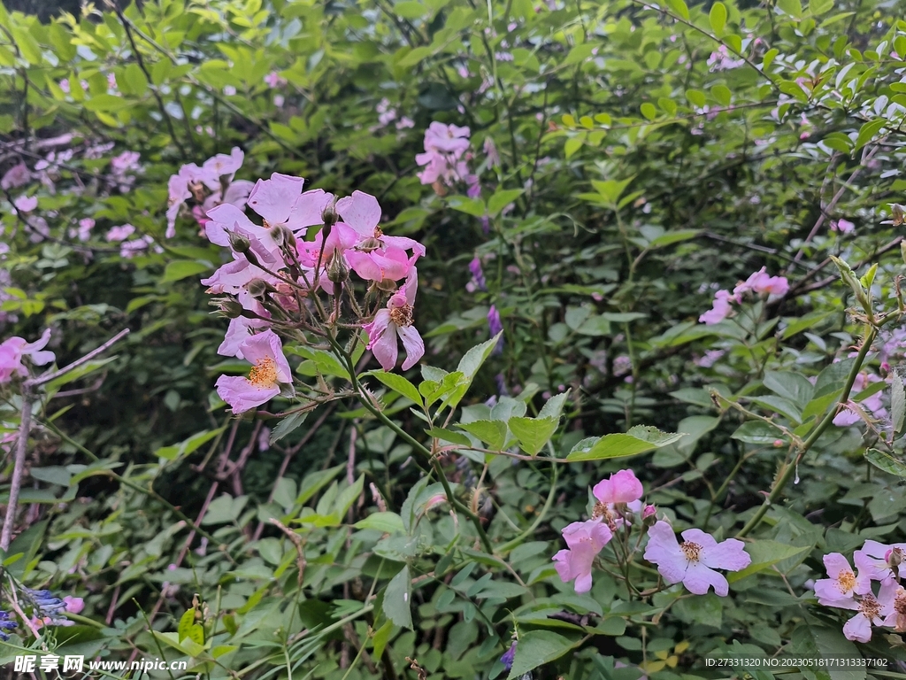 粉色野蔷薇