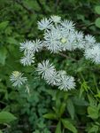 野生风车花