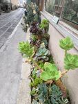 多肉植物