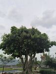 村口大树