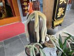 狐尾天门冬