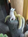狐尾天门冬