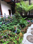花园花卉