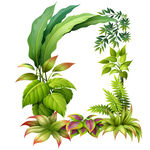 绿植绿叶