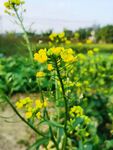 油菜花