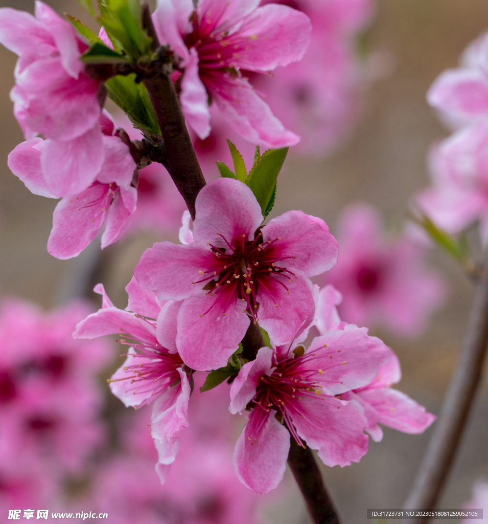 桃花 