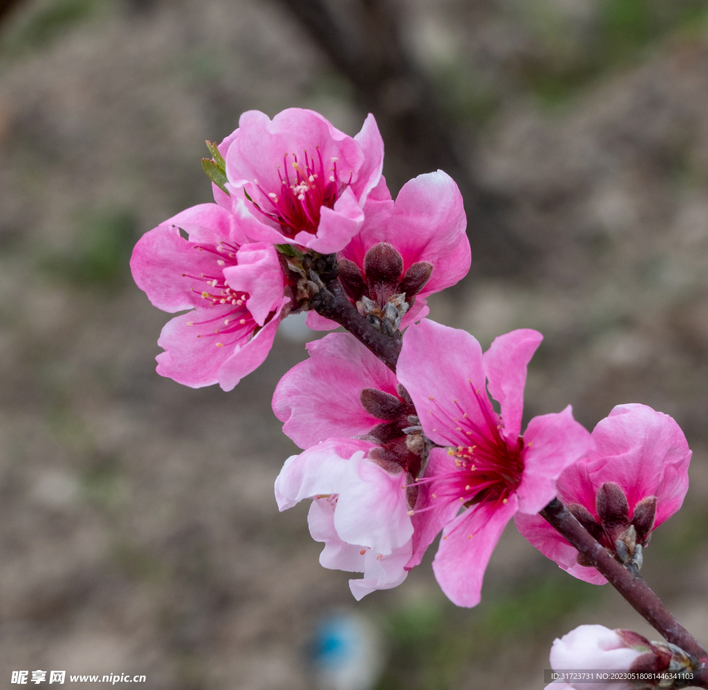 桃花 