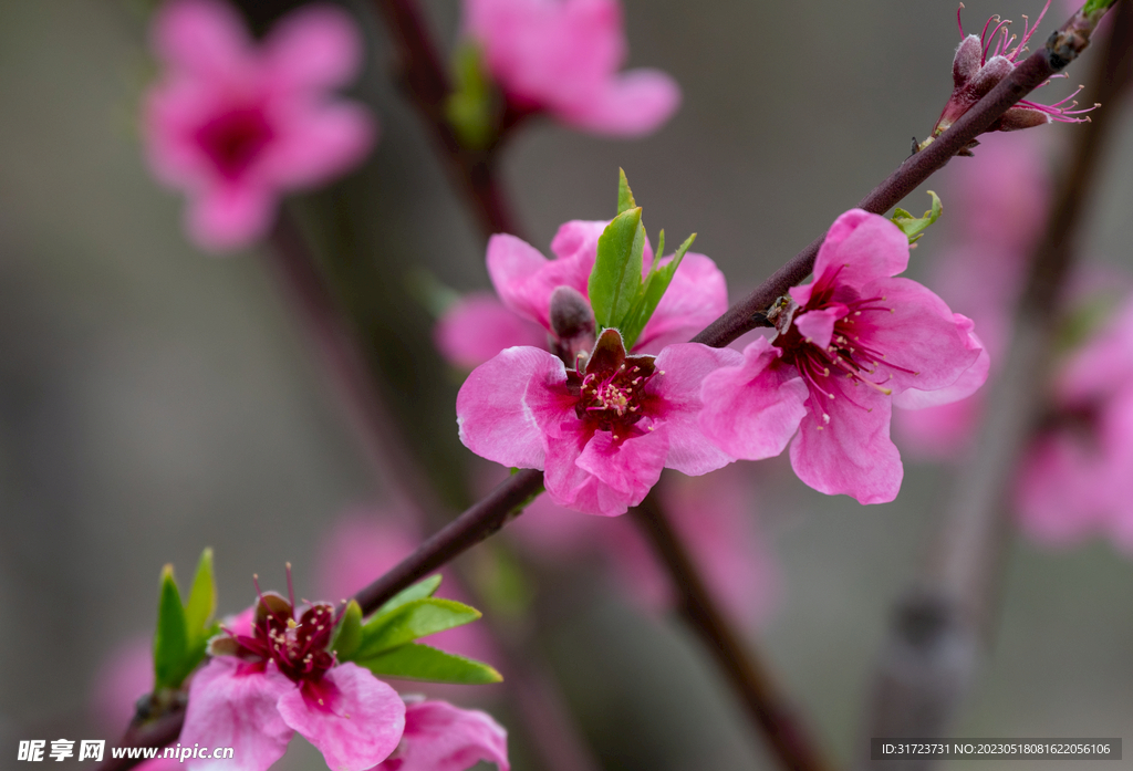 桃花