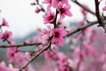 桃花 