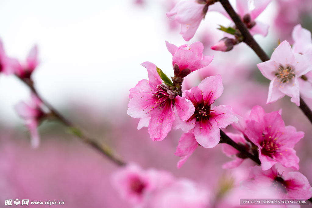 桃花 