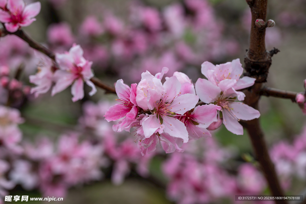 桃花 